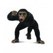 CHIMPANCE MACHO COLLECTA