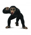 CHIMPANCE MACHO COLLECTA