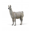 LLAMA COLLECTA