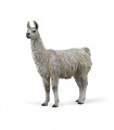 LLAMA COLLECTA