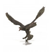 MICRORAPTOR COLLECTA